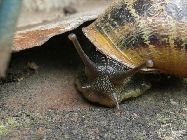 125_natura urbana_tema libero